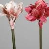 Amaryllis