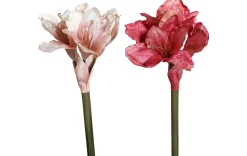 Amaryllis