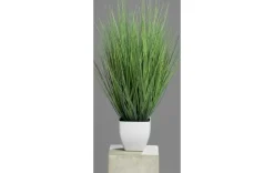 Isolepsis-Gras 60cm