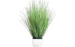 Isolepsis-Gras 60cm
