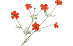 Kunstblumen - Cosmea