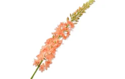 Kunstblumen - Eremurus